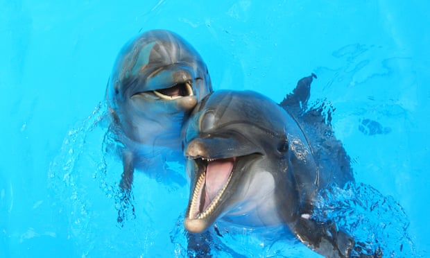 two dolphins in a pool