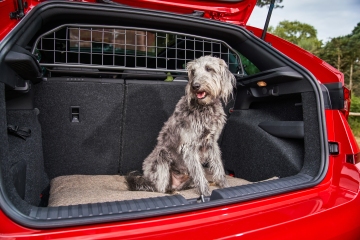 You could be fined £5,000 if you don't transport your dog properly